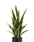 Künstlicher Bogenhanf - Carlos | 75 cm