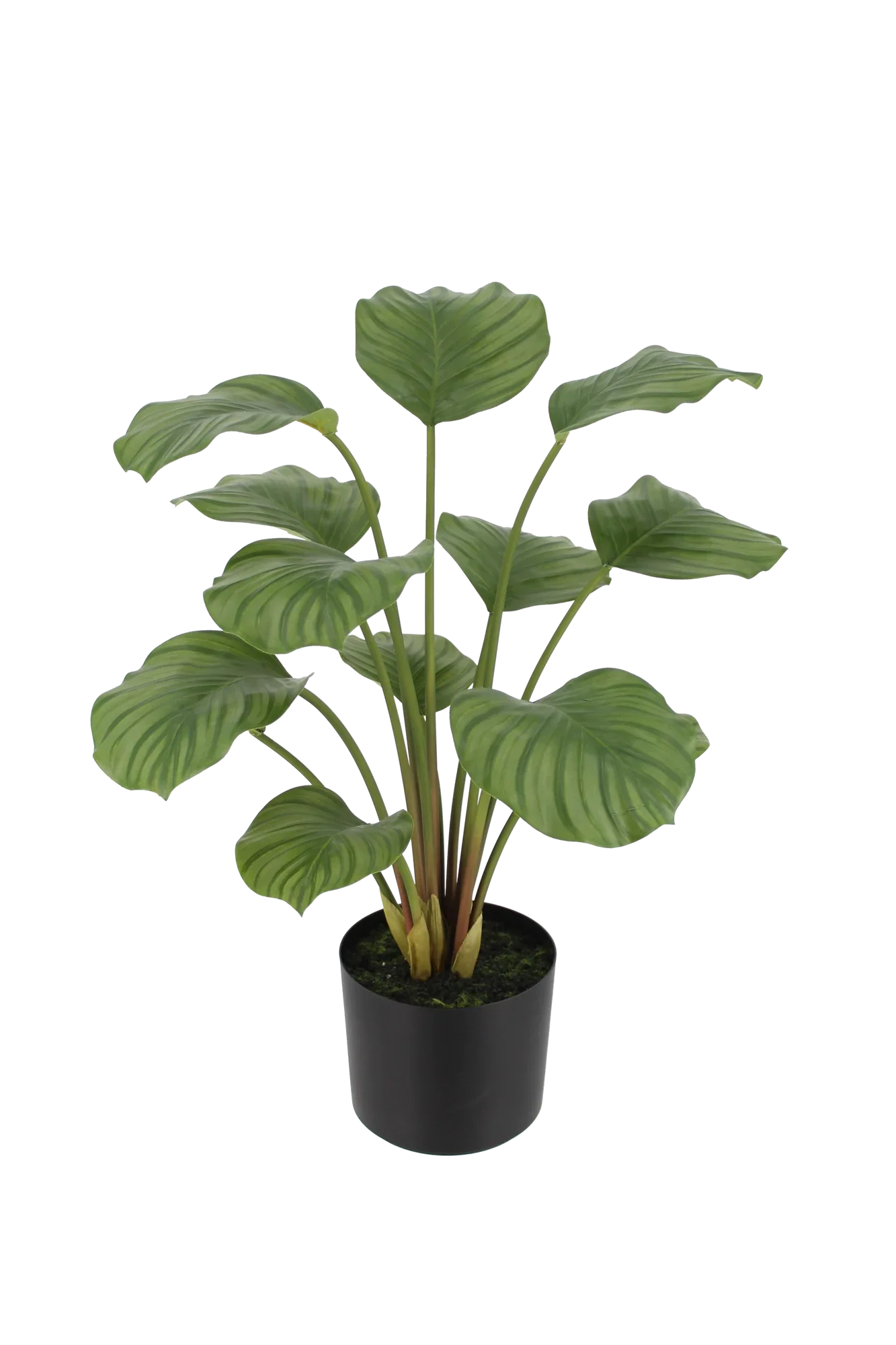 Künstliche Calathea - Catalina | 63 cm