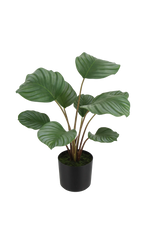 Künstliche Calathea - Silvina, 45 cm, Kunstpflanze von aplanta, Real Touch, in Grün, für drinnen