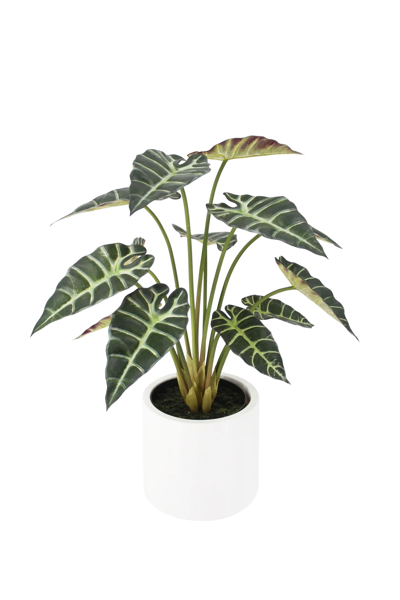 Künstliche Alocasia - Tamika | 70 cm