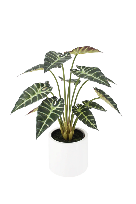Künstliche Alocasia - Tamika | 70 cm