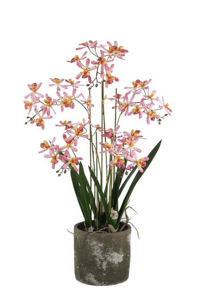 Künstliche Orchidee - Han | 59 cm