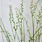 Künstliches Gras - Thadeus, 90 cm, Kunstpflanze von aplanta, mit Fruchtstamm, in Grün, für drinnen