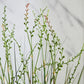 Künstliches Gras - Thadeus, 90 cm, Kunstpflanze von aplanta, mit Fruchtstamm, in Grün, für drinnen