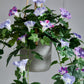 Künstliche Prunkwinde - Lysandra, 80 cm, Kunstpflanze von aplanta, Steckpflanze, in Grün, für drinnen