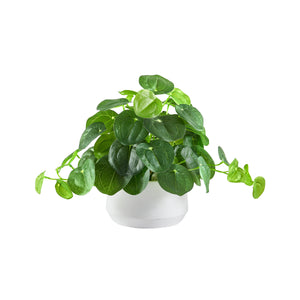 Künstlicher Geldbaum – Cassian | 24 cm