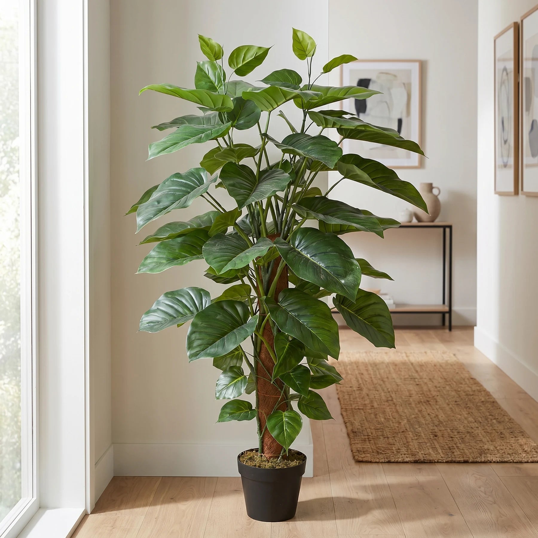 monstera deliciosa tauerii Monstera deliciosa Tauerii – In Bloom horticulture main image 0