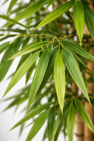 Künstlicher Bambus – Kenai | 180 cm