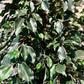 Künstlicher Ficusbaum - Valerius, 180 cm, Kunstbaum von aplanta, mit Echtholzstamm, inkl. Startertopf, in Grün, für drinnen