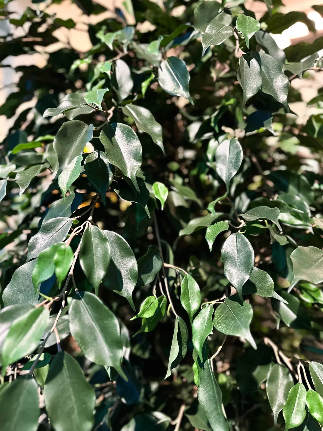 Künstlicher Ficusbaum - Valerius, 180 cm, Kunstbaum von aplanta, mit Echtholzstamm, inkl. Startertopf, in Grün, für drinnen