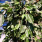 Künstlicher Ficusbaum - Valerius, 180 cm, Kunstbaum von aplanta, mit Echtholzstamm, inkl. Startertopf, in Grün, für drinnen