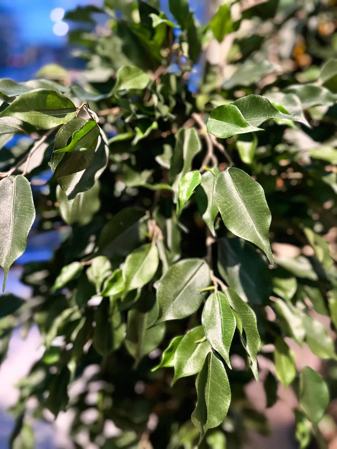Künstlicher Ficusbaum - Valerius, 180 cm, Kunstbaum von aplanta, mit Echtholzstamm, inkl. Startertopf, in Grün, für drinnen