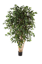 Künstlicher Ficusbaum - Valerius, 180 cm, Kunstbaum von aplanta, mit Echtholzstamm, inkl. Startertopf, in Grün, für drinnen