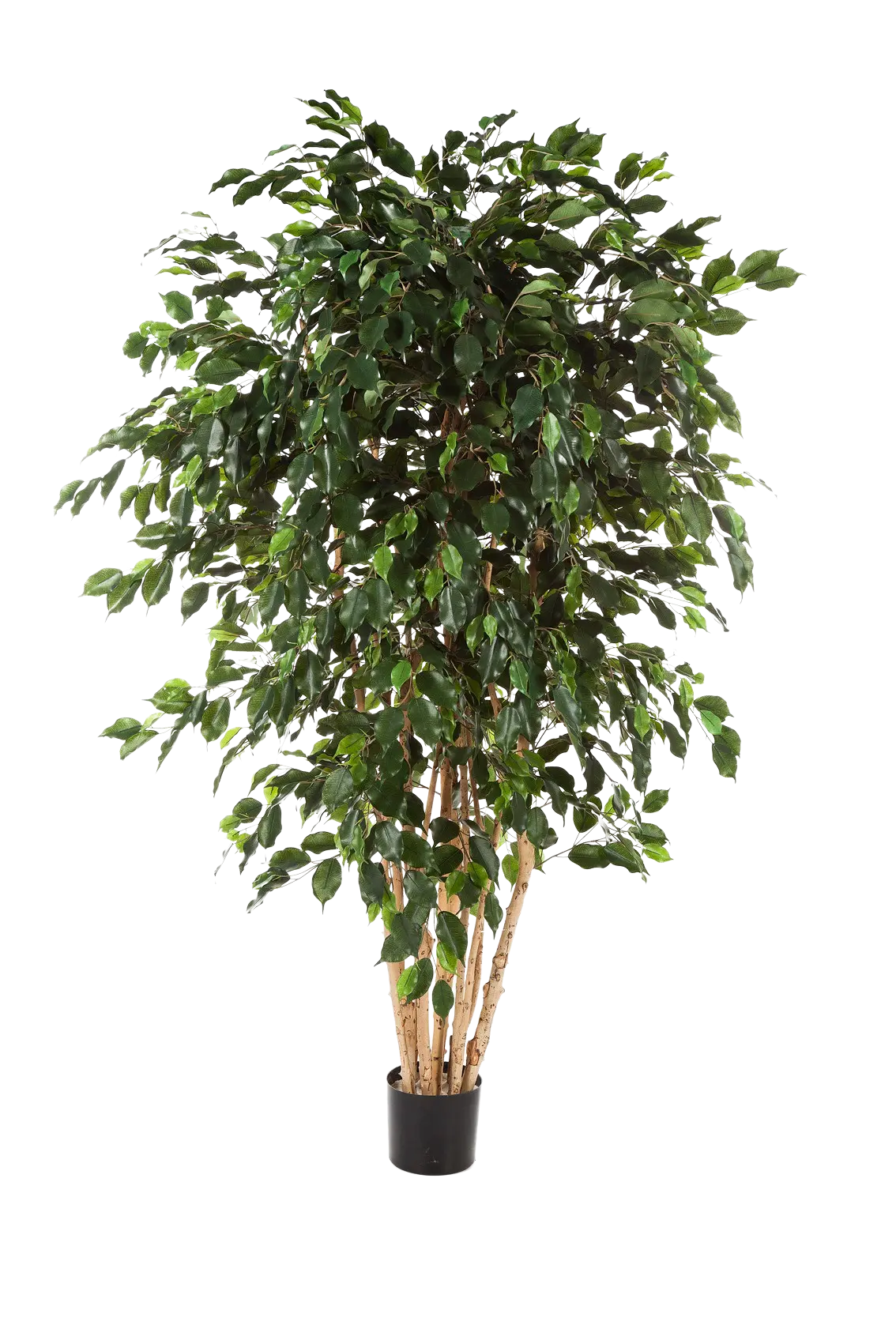Künstlicher Ficusbaum - Valerius, 180 cm, Kunstbaum von aplanta, mit Echtholzstamm, inkl. Startertopf, in Grün, für drinnen