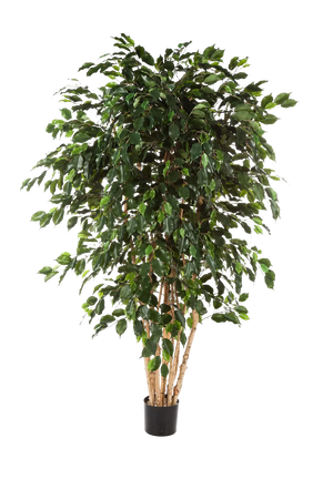 Künstlicher Ficusbaum – Valerius | 180 cm