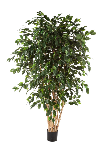Künstlicher Ficusbaum - Valerius, 180 cm, Kunstbaum von aplanta, mit Echtholzstamm, inkl. Startertopf, in Grün, für drinnen