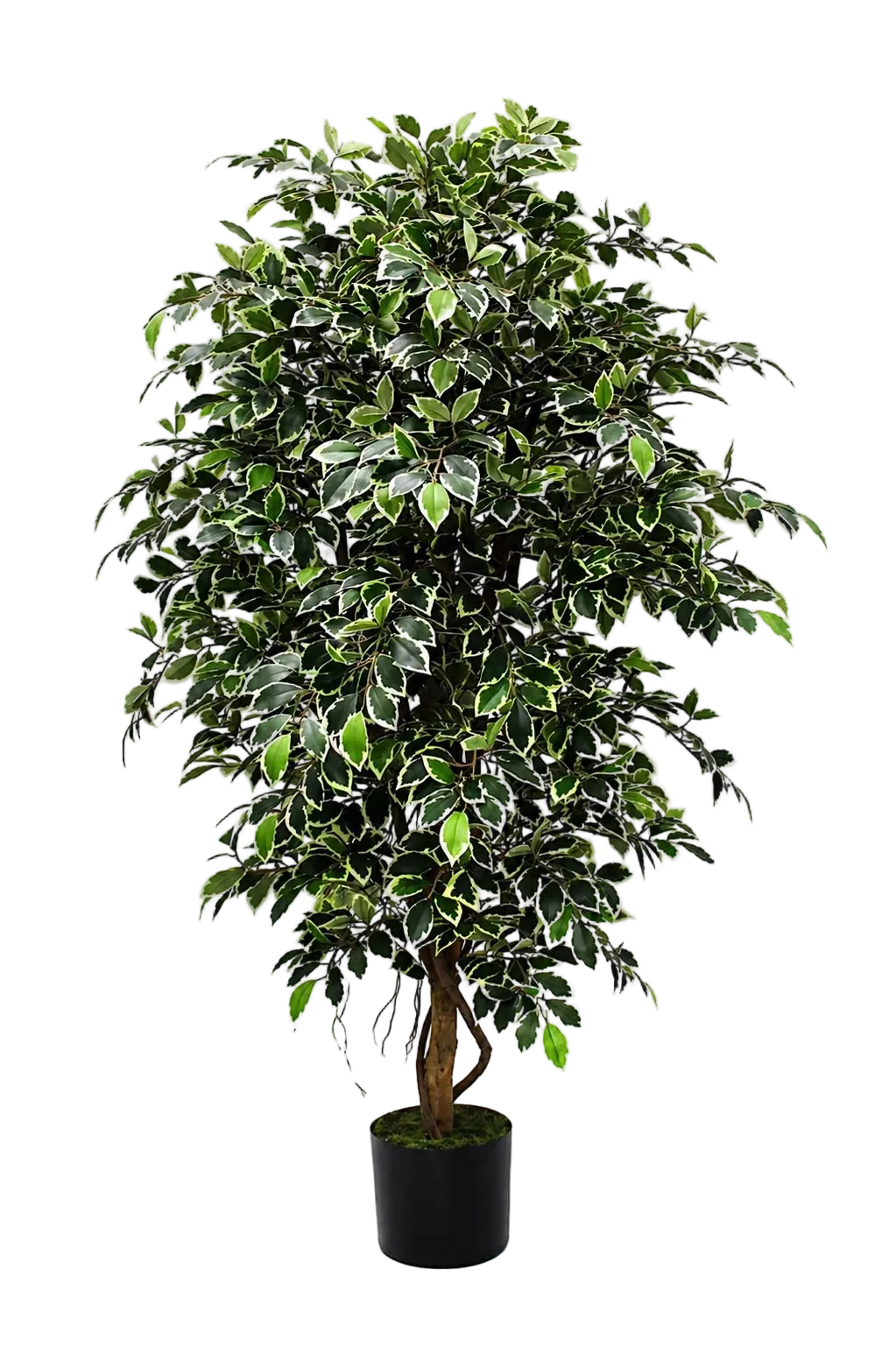 Künstlicher Ficus Retusa - Lysandros, 180 cm, Kunstbaum von aplanta, mit Echtholzstamm, inkl. Startertopf, in Natur