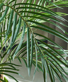 Künstliche Kentia-Palme – Caliora | 140 cm