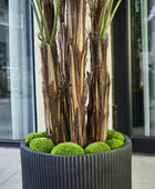 Künstliche Palme – Caliora | 240 cm