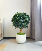 Künstlicher Ficus Panda – Tiberia | 70 cm