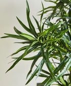 Künstliche Dracaena Reflexa – Maelis | 180 cm