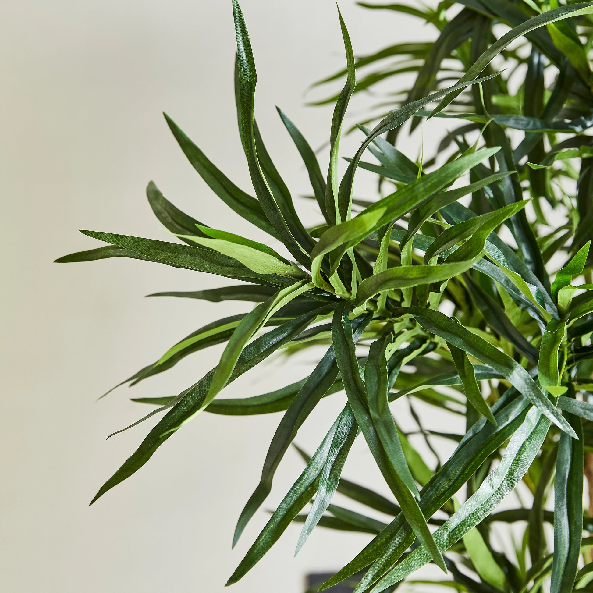 dracaena reflexa kaufen Künstliche Dracaena Reflexa – Maelis | 180 cm