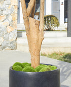 Künstlicher Olivenbaum – Lysandra | 180 cm