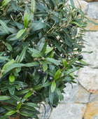 Künstlicher Olivenbaum – Thalior | 150 cm