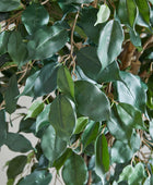 Künstlicher Ficus – Amadior | 150 cm