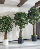 Künstlicher Ficus – Amadior | 180 cm