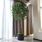 Künstlicher Ficus - Amadior, 210 cm, Kunstbaum von aplanta, mit Echtholzstamm, UV-beständig, in Grün, für drinnen