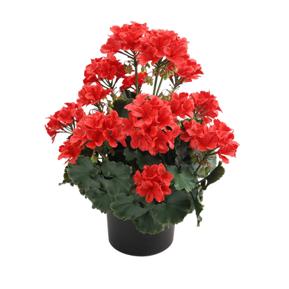 Künstliche Geranie - Letizia | 45 cm
