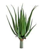 Künstliche Aloe - Anna auf transparentem Hintergrund mit echt wirkenden Kunstblättern in natürlicher Anordnung. Künstliche Aloe - Anna hat die Farbe Natur und ist 65 cm hoch. | aplanta Kunstpflanzen