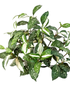 Künstliche Cordyline - Lisa auf transparentem Hintergrund mit echt wirkenden Kunstblättern in natürlicher Anordnung. Künstliche Cordyline - Lisa hat die Farbe Natur | aplanta Kunstpflanzen