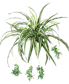 Künstliche Grünlilie - Lili auf transparentem Hintergrund mit echt wirkenden Kunstblättern in natürlicher Anordnung. Künstliche Grünlilie - Lili hat die Farbe Natur und ist 60 cm hoch. | aplanta Kunstpflanzen