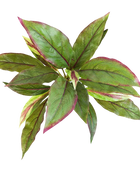 Künstliche Cordyline - Elsa auf transparentem Hintergrund mit echt wirkenden Kunstblättern in natürlicher Anordnung. Künstliche Cordyline - Elsa hat die Farbe Natur und ist 30 cm hoch. | aplanta Kunstpflanzen