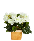 Künstliche Begonie - Steckpflanze - Tina auf transparentem Hintergrund mit echt wirkenden Kunstblättern in natürlicher Anordnung. Künstliche Begonie - Steckpflanze - Tina hat die Farbe Creme und ist 20 cm hoch. | aplanta Kunstpflanzen