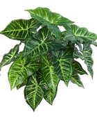 Hochwertige Monstera Kunstpflanze auf transparentem Hintergrund mit echt wirkenden Kunstblättern in natürlicher Anordnung. Künstliche Monstera - Kalle hat die Farbe Natur und hat eine Höhe von 45 cm | aplanta Kunstpflanzen