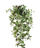 Hochwertige künstliche Hängepflanze auf transparentem Hintergrund mit echt wirkenden Kunstblättern in natürlicher Anordnung. Künstliches Zebrakraut - Alina hat die Farbe Natur und ist 70 cm hoch. | aplanta Kunstpflanzen