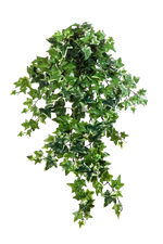 Hochwertige künstliche Hängepflanze auf transparentem Hintergrund mit echt wirkenden Kunstblättern in natürlicher Anordnung. Künstlicher Efeu - Alexandra hat die Farbe Natur und ist 70 cm hoch. | aplanta Kunstpflanzen