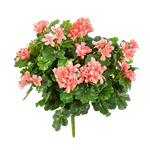 Hochwertige Kunstpflanze Geranie auf transparentem Hintergrund mit echt wirkenden Kunstblättern in natürlicher Anordnung. Künstliche Geranie - Adrian hat die Farbe Natur und ist 35 cm hoch. | aplanta Kunstpflanzen