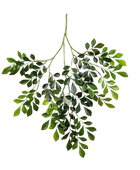 Künstlicher Murraya Zweig - Benjamin auf transparentem Hintergrund mit echt wirkenden Kunstblättern in natürlicher Anordnung. Künstlicher Murraya Zweig - Benjamin hat die Farbe Natur und ist 71 cm hoch. | aplanta Kunstpflanzen