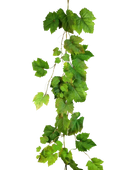 Hochwertige künstliche Hängepflanze auf transparentem Hintergrund mit echt wirkenden Kunstblättern in natürlicher Anordnung. Künstliche Weinreben Girlande - Bela hat die Farbe Natur und ist 180 cm hoch. | aplanta Kunstpflanzen