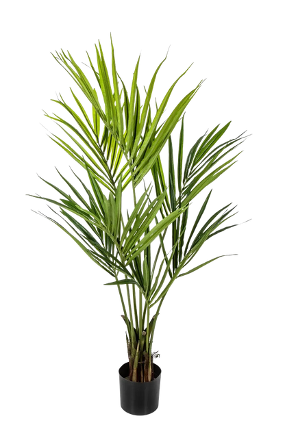 Hochwertige Kunstpalme auf transparentem Hintergrund mit echt wirkenden Kunstblättern in natürlicher Anordnung. Künstliche Kentia Palme - Cataleya hat die Farbe Natur und ist 140 cm hoch. | aplanta Kunstpflanzen