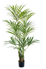 Künstliche Kentia Palme - Cataleya | 172 cm