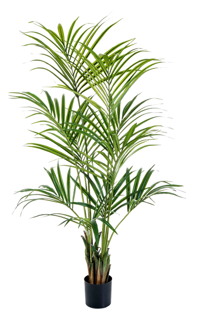 Künstliche Kentia Palme - Cataleya | 172 cm