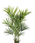 Hochwertige Kunstpalme auf transparentem Hintergrund mit echt wirkenden Kunstblättern in natürlicher Anordnung. Künstliche Kentia Palme - Cecilia hat die Farbe Natur und ist 172 cm hoch. | aplanta Kunstpflanzen