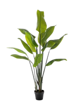 Künstliche Strelitzia - Clemens auf transparentem Hintergrund mit echt wirkenden Kunstblättern in natürlicher Anordnung. Künstliche Strelitzia - Clemens hat die Farbe Natur und ist 150 cm hoch. | aplanta Kunstpflanzen