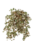 Hochwertige künstliche Hängepflanze auf transparentem Hintergrund mit echt wirkenden Kunstblättern in natürlicher Anordnung. Künstliche Hypoestes - Eliah hat die Farbe Natur | aplanta Kunstpflanzen