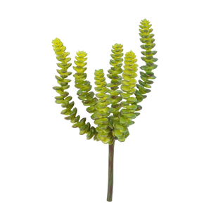 Künstliche Crassula - Hedi | 17 cm auf transparentem Hintergrund mit echt wirkenden Kunstblättern in natürlicher Anordnung. | aplanta Kunstpflanzen